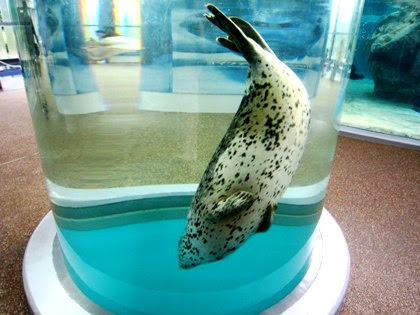 京都水族館のゴマフアザラシ 京都片泊まり観光案内