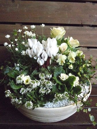 根っこの花工房 花つむりです 冬の寄せ植え