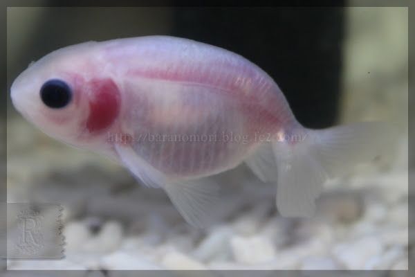 金魚 赤斑病 ヒレが血走ってるよ D 薔薇の森
