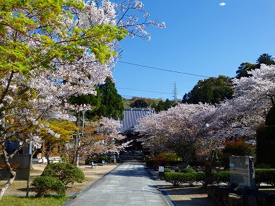 眉山 ２０２０ ０４ ０７ 里山倶楽部四国 徳島の山 山野草 剣山山系 三嶺 中津峰山 大川原高原
