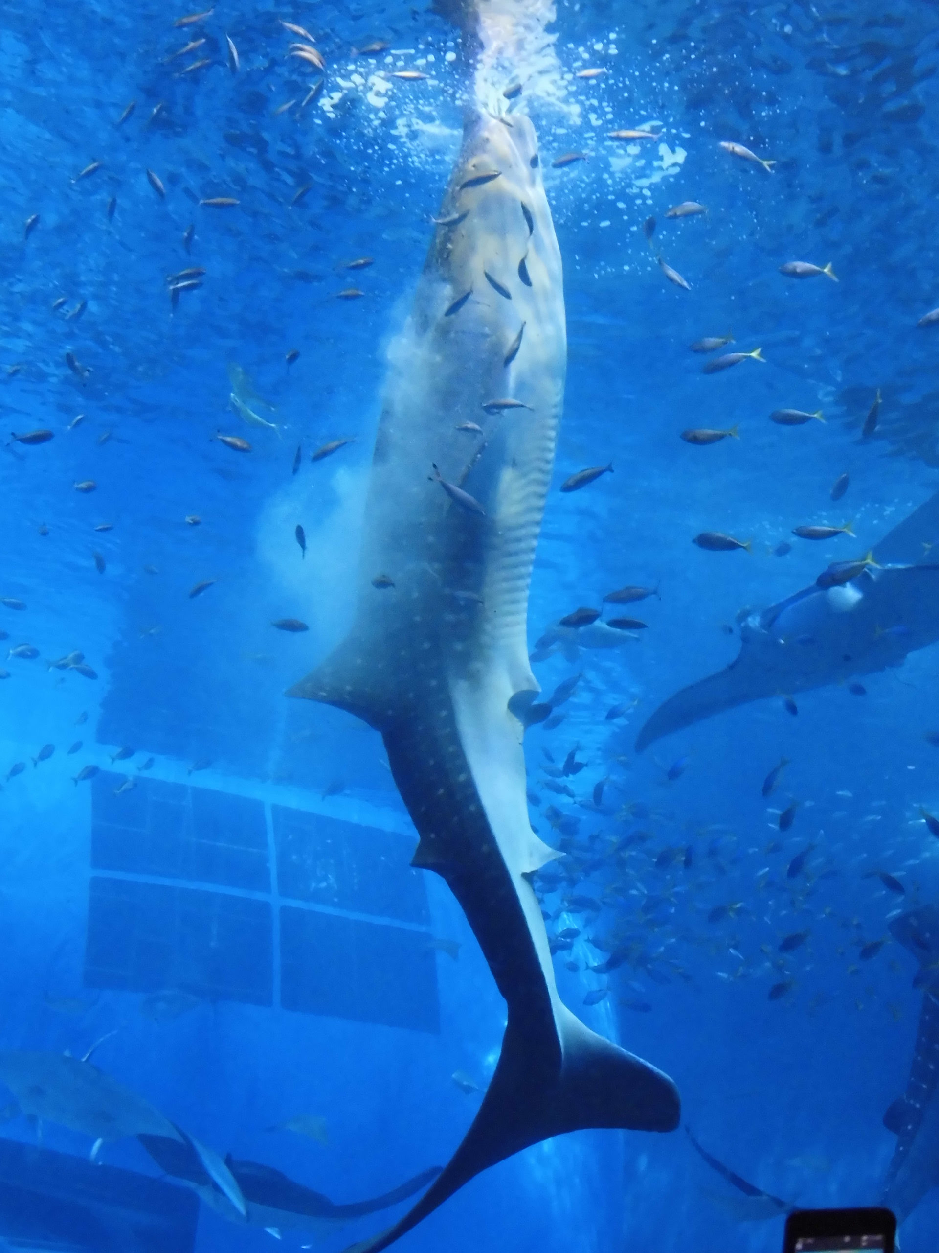 沖縄 美ら海水族館 福岡市の税理士事務所なら 田中秀樹税理士事務所 税の相談お任せ下さい