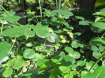 バイオ園芸 黒星病は案外弱い 戦国カフェ