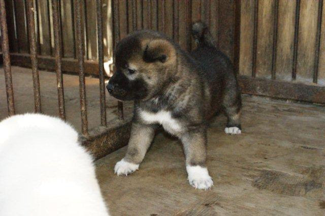 紀州犬里親探し 紀州犬無料でお渡し