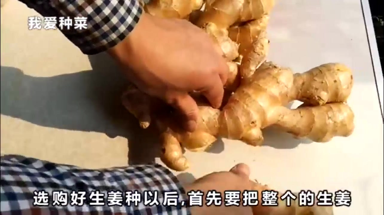 种植生姜先从催芽开始 2分种学会 哔哩哔哩 つロ干杯 Bilibili