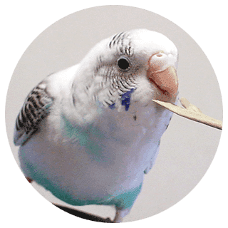 逃げてしまったトリさんアンケート まとめ チョコとライムのパンドラの箱 セキセイインコ ラブ