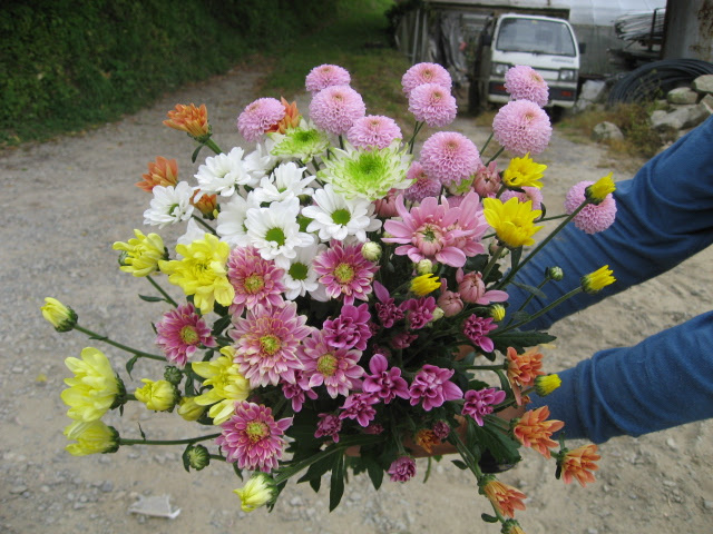 スプレーギク 一般社団法人福島市公設地方卸売市場協会