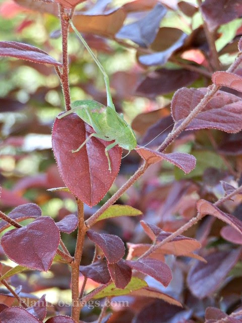 foliagekatydid