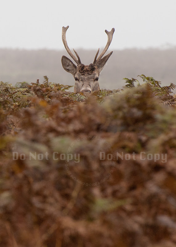 Peek-a-boo!