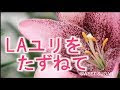 いろいろ la ユリ 229035-La ユリ コルト ナ