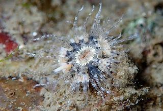 兵庫県淡路島の海生物 サンゴ イソギンチャク