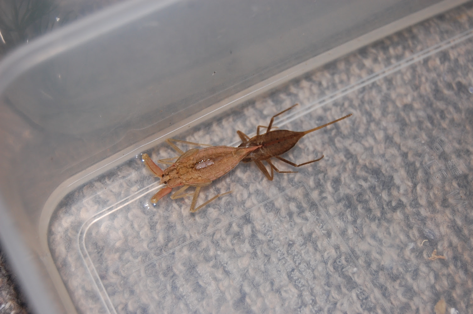 水生昆虫