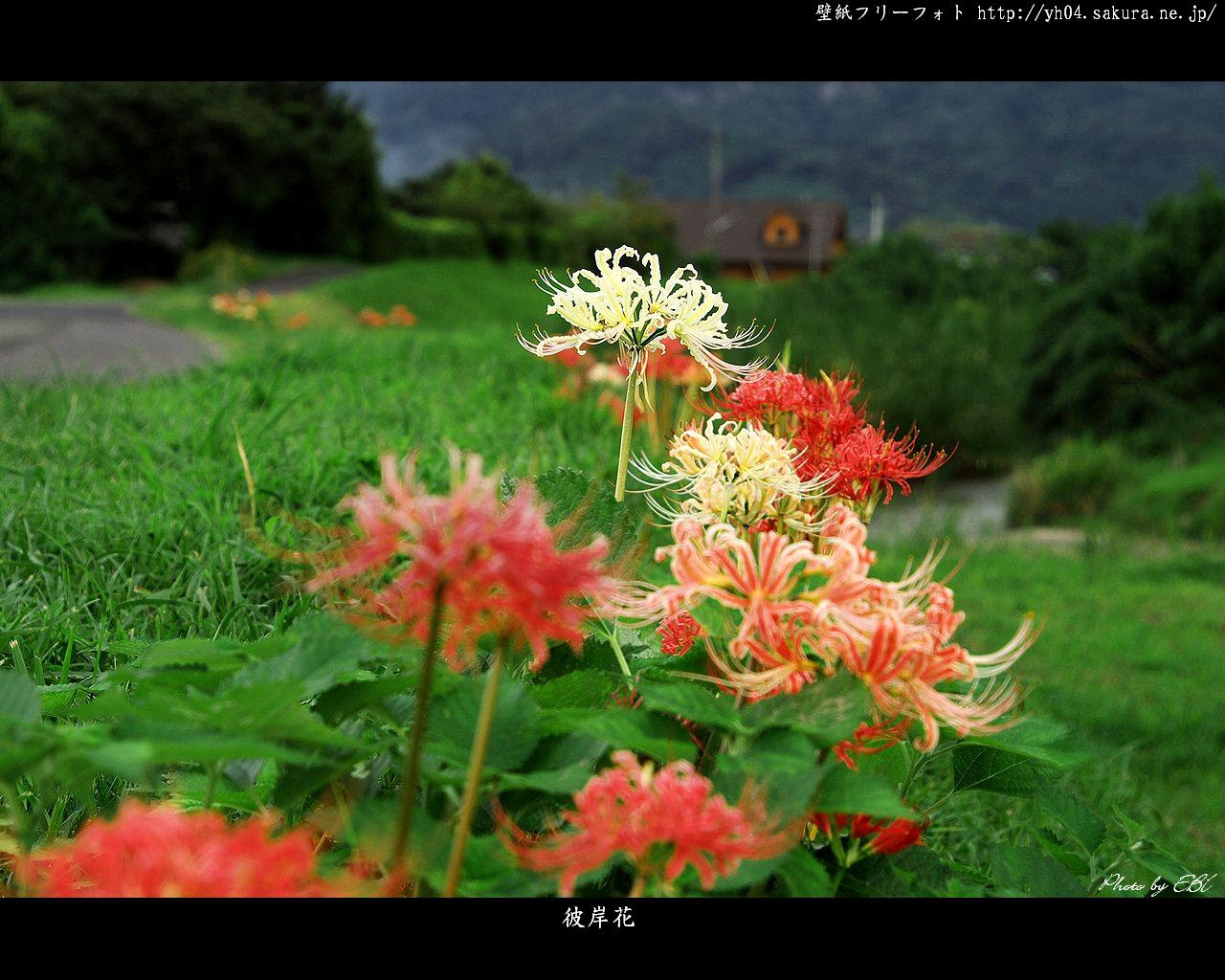 彼岸花 近所の堤防にて撮影 高画質 1280 1024 デスクトップ無料壁紙