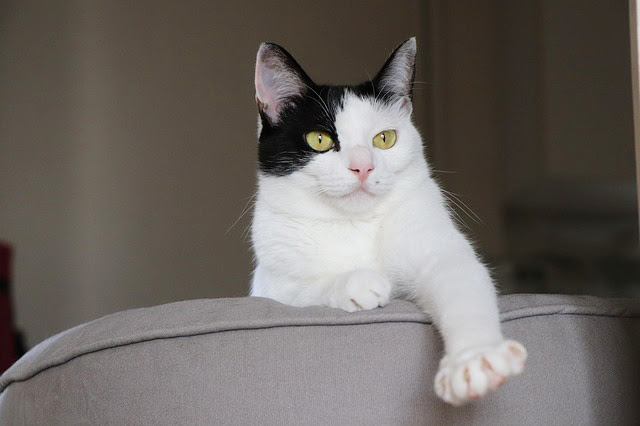 あまり鳴かない猫の種類5選 よく鳴く猫と鳴かない猫がいる理由は