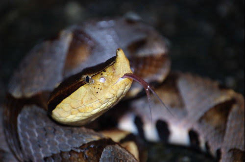 Hundred Pace Snake