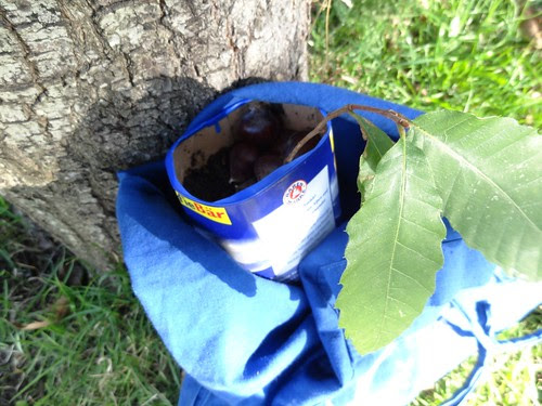 Esskastanie in Milchtüte getopft