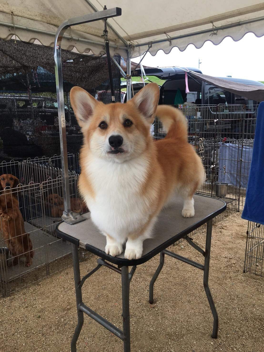 Validation Proposition Oceania コーギー ブリーダー Tsunaguf Jp