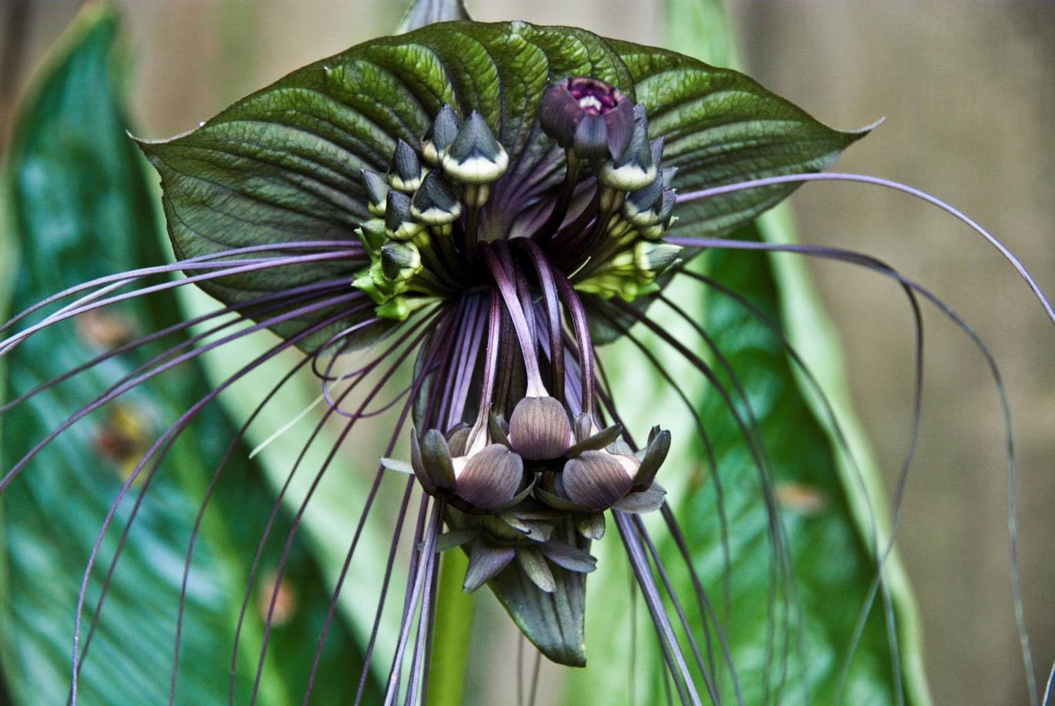 Black Bat Flower Wallpapers Images Photos Pictures Backgrounds