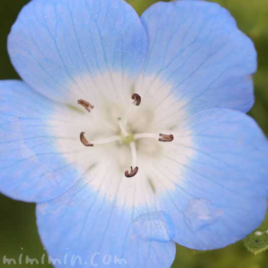 ネモフィラの花の写真 花言葉 みみみんブログ