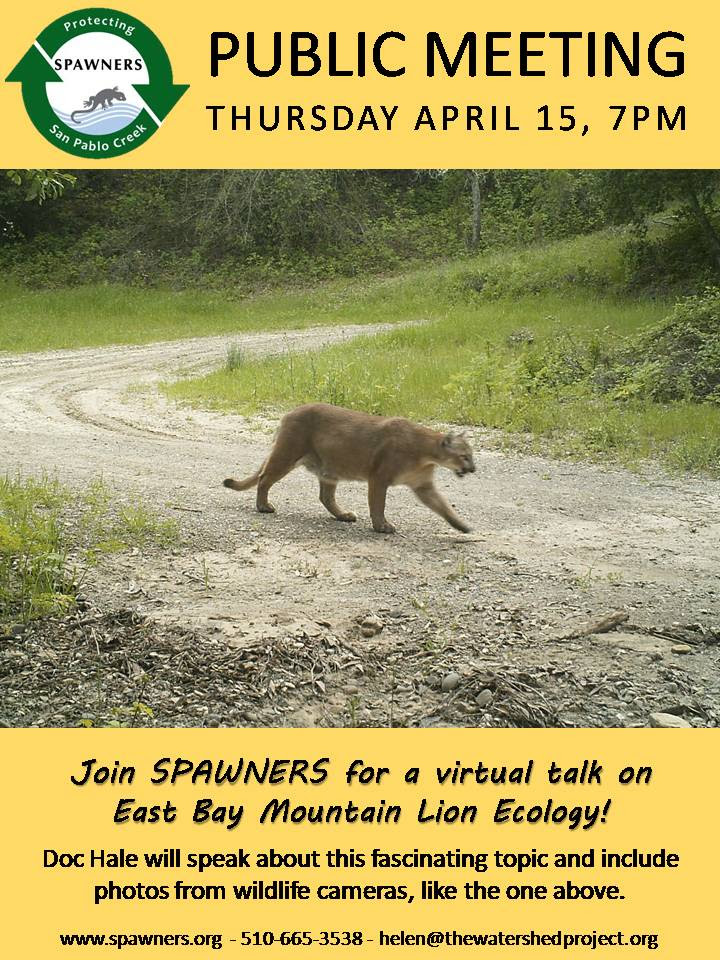 Virtual Talk Mountain Lion Ecology