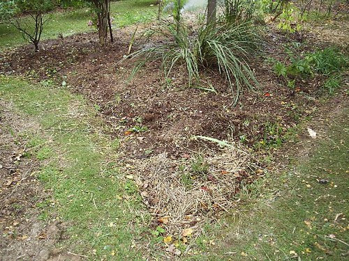 Liquidambar bed cleared