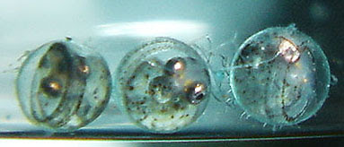 メダカの発生 2日目から孵化まで