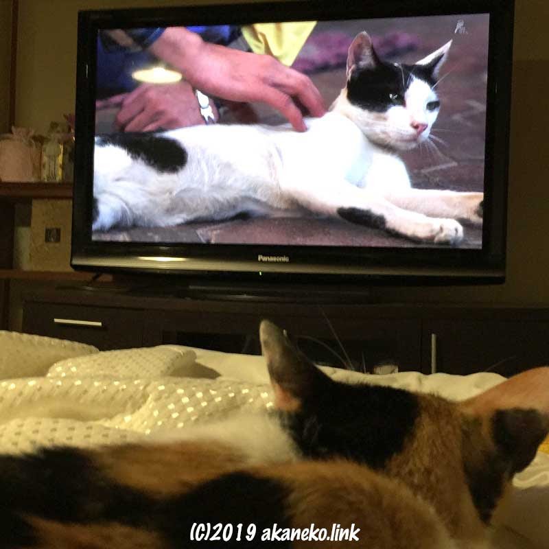 テレビ見る猫 世界ネコ歩き はみかんのお気に入り アカネコ生活