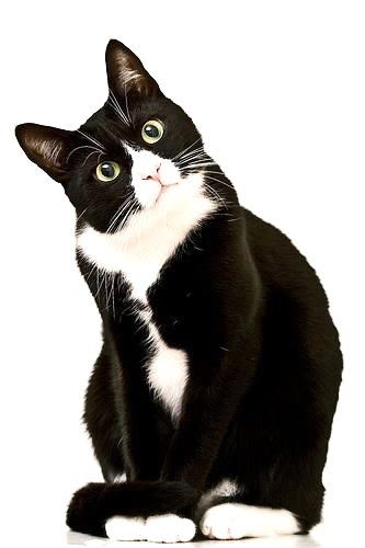 Tuxedo Cat Drawing at GetDrawings | Free download