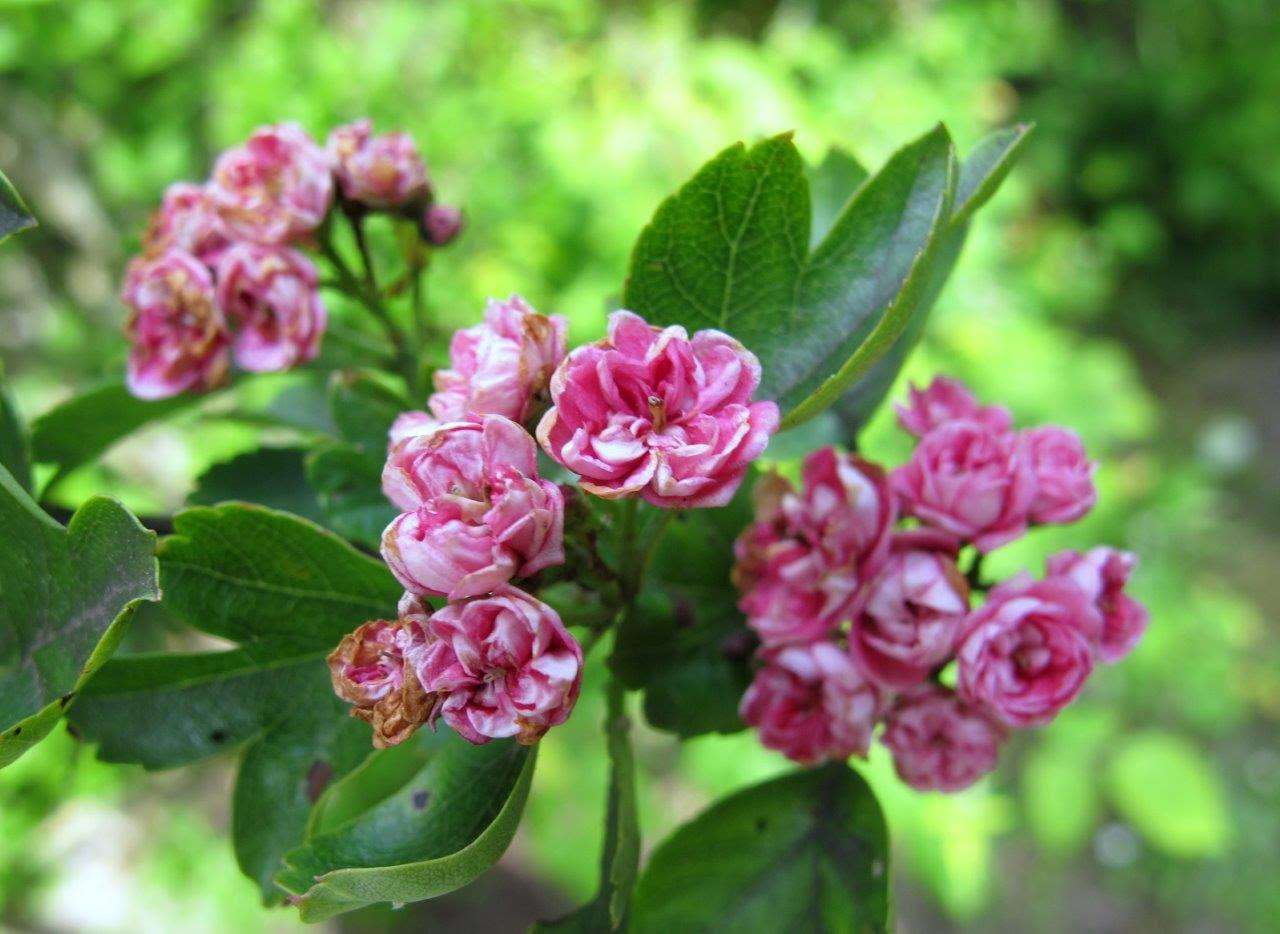 Spring in my garden