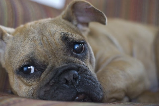 Rhone, a french bulldog rescue puppy  Flickr  Photo Sharing!