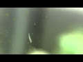 √ダウンロード 水槽 虫 288231-水槽 虫