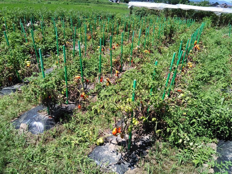 まるでイタリアのトマト畑 自産自消の野菜づくり