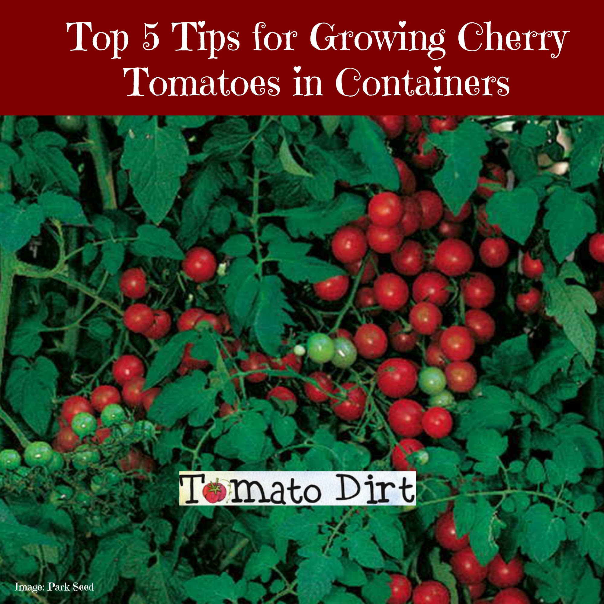 Tips For Growing Cherry Tomatoes In Containers Or Pots