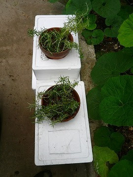 ローズマリーの収穫と挿し木 エコ菜園photo日記