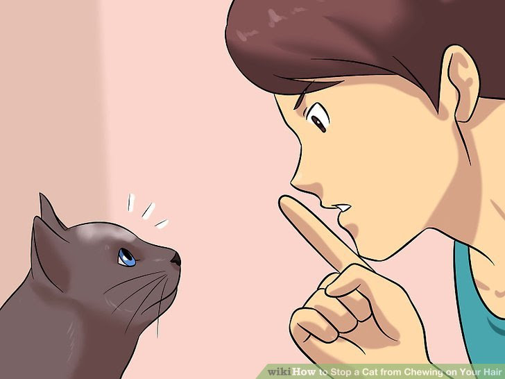 Stop a Cat from Chewing on Your Hair Step 4 Version 2.jpg