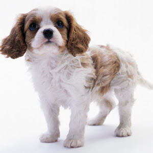 ワン ニャン図鑑 犬