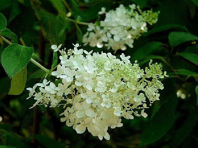 紫陽花