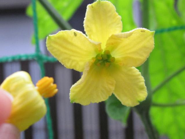7月11日 雄花 雌花 ゴーヤの受粉 猫と園芸