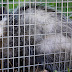 Do Mothballs Repel Skunks / For instance, you must place it.