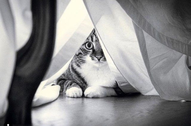 猫たちにはモノクロが良く似合う 不思議なムードの猫たちの白黒写真集 マランダー