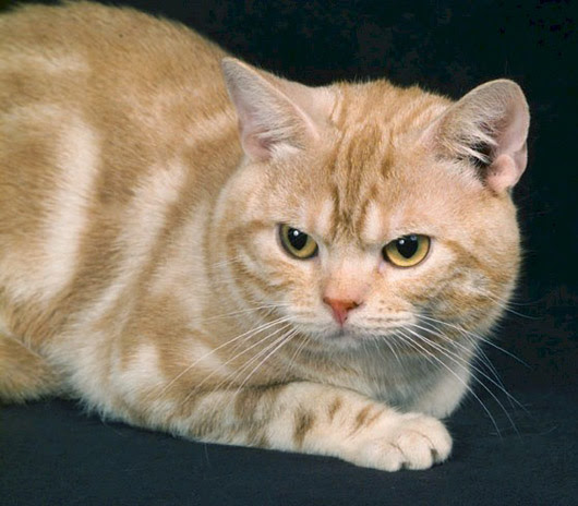 アメリカン ショートヘアー American Shorthair ねこぶろ 楽天ブログ
