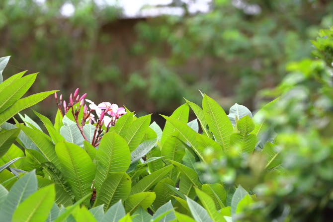 HDS_6055.JPG