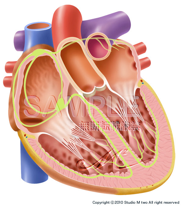 メディカルイラストレーション 解剖図の宇宙 Medicalillust 1