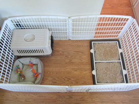 Example of set up using a Spotty Dog base to transition from pellets ...