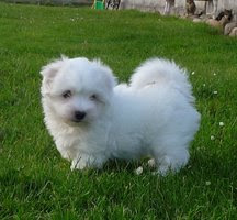 Coton De Tulear Description Castel De La Roche Aux Fees