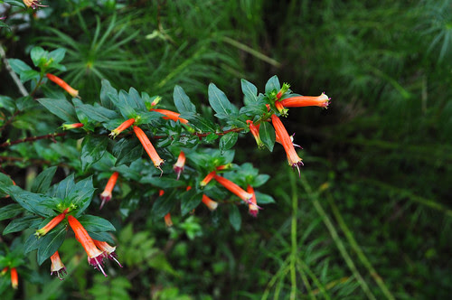Cuphea ignea 'David Verity' (1)