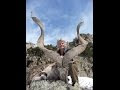 Kashmir Markhor Hunt in Pakistan with J Alain Smith