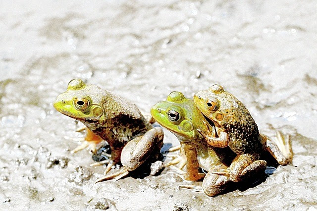 ウシガエルの画像 原寸画像検索