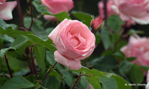 Jardines de Aranjuez: patos, rosas y otras flores