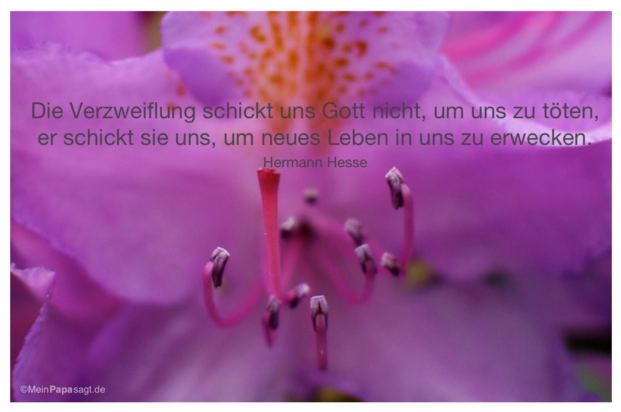 verzweiflung schickt uns gott nicht mein papa sagt weisheiten zitate hermann hesse