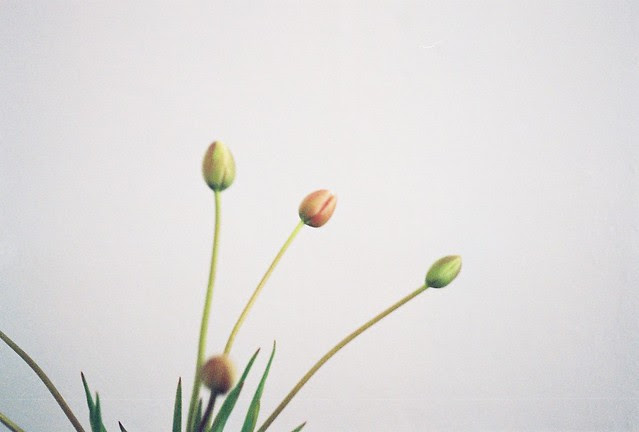 more pale tulips